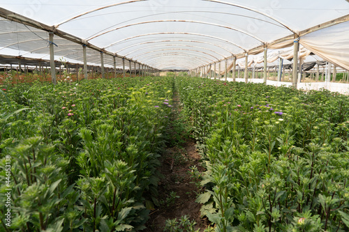 Canvastavla Tropical greenhouse with evergreen flowering plants, blooming azaleas on sunny d