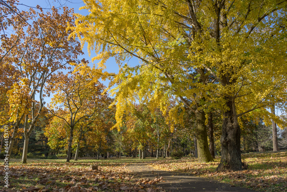 イチョウが色付く秋の野川公園