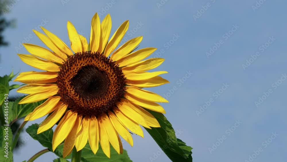 Tokyo,Japan - July 20, 2021: Isolated sunflower on blue sky background
Tokyo,Japan - July 20, 2021: Isolated sunflower on blue sky background