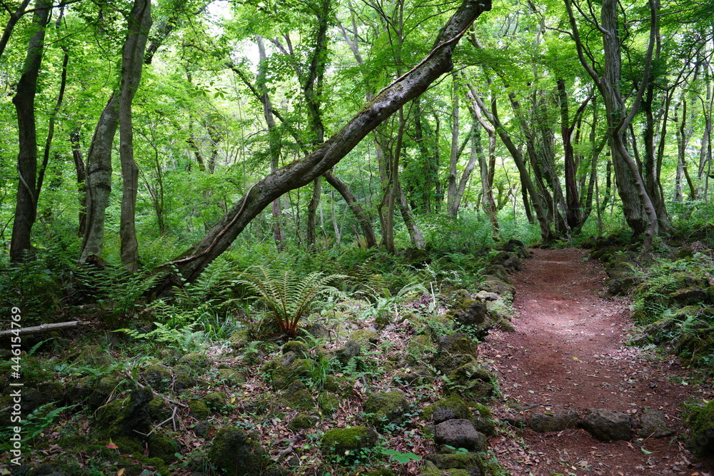 a refreshing spring forest with a pathway a refreshing spring forest with a pathway