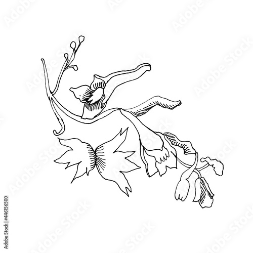 composition with ink drawing wild flowers, doodle wild plants, monochrome black floral card, hand drawn vector illustration