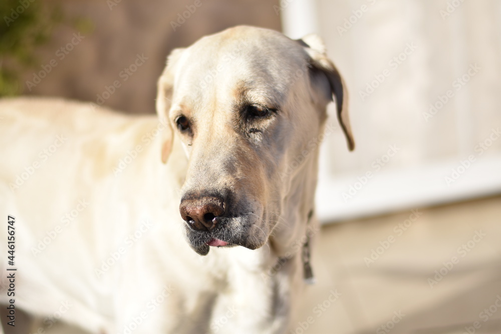 golden retriever portrait