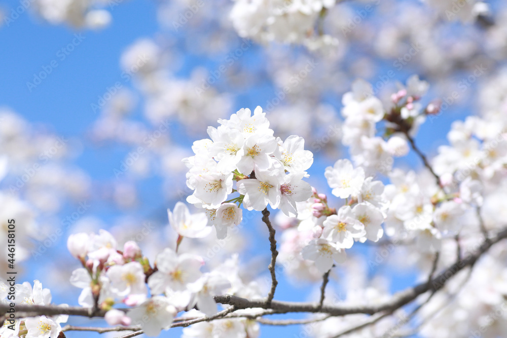青空に映える桜
