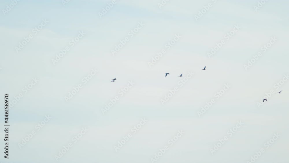 Migratory birds flying on overcast sky on late autumn evening. Silhouette of birds against the sky