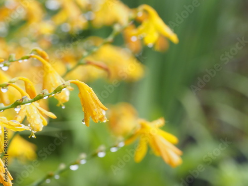 雨上がりのヒメヒオウギズイセンの黄色い花