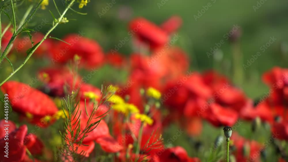 natural background of summer field poppies swaying in the wind on a bright sunny day. wildflowers natural background of summer field poppies swaying in the wind on a bright sunny day. wildflowers