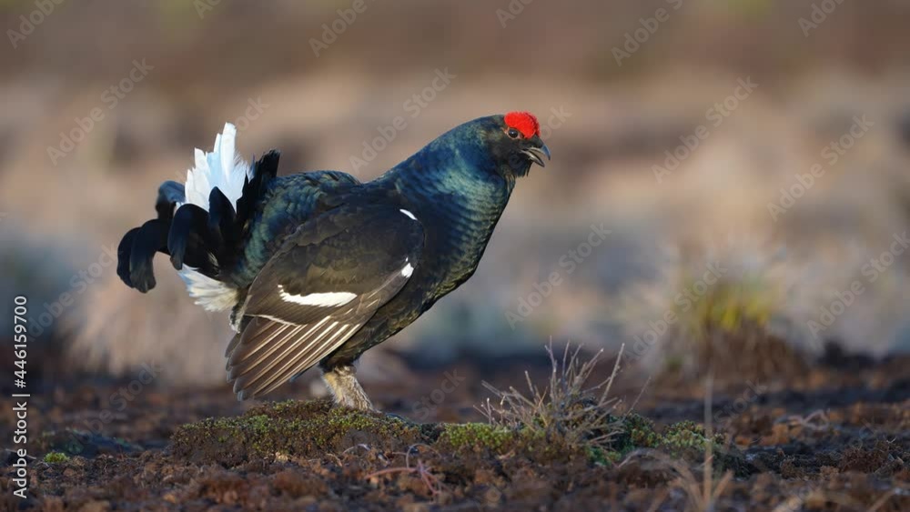Black Grouse on spring bog ready for fighting, lekking. Spring colors of moors with black grouse, blackcock. Male Black Grouse lek game at sunrise. Lyrurus tetrix lekking in Estonia, Saaremaa swamp Black Grouse on spring bog ready for fighting, lekking. Spring colors of moors with black grouse, blackcock. Male Black Grouse lek game at sunrise. Lyrurus tetrix lekking in Estonia, Saaremaa swamp