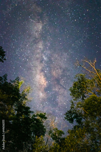 Milky way in a forest