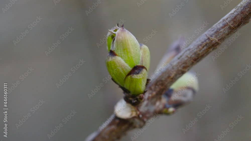 Closeup with green buds on twig. Buds breaking as nature is awakening. First signs of Spring Closeup with green buds on twig. Buds breaking as nature is awakening. First signs of Spring