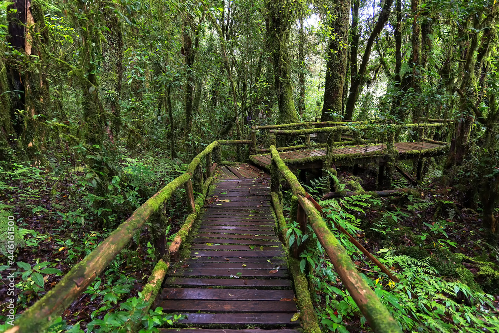 Beautiful rain forest at nature trails Ang Ka Doi Inthanon,Chiangmai in Thailand is a very popular for photographer and tourists. Natural and Travel Concept. Beautiful rain forest at nature trails Ang Ka Doi Inthanon,Chiangmai in Thailand is a very popular for photographer and tourists. Natural and Travel Concept.