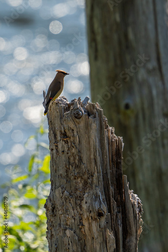 Cedar Waxwings in Milo McIver State Park, Oregon.