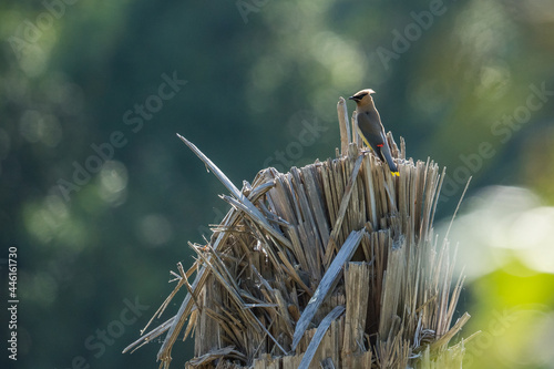 Cedar Waxwings in Milo McIver State Park, Oregon.