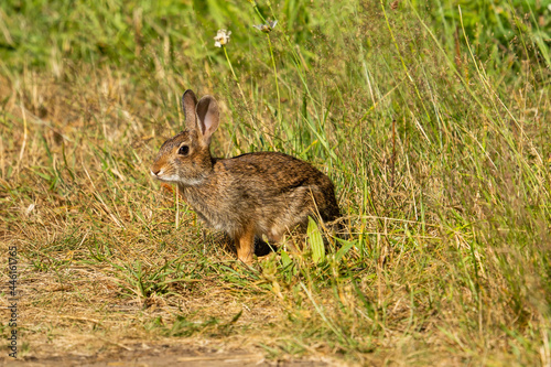 Small rabbit in Milo McIver State Park, Oregon.
