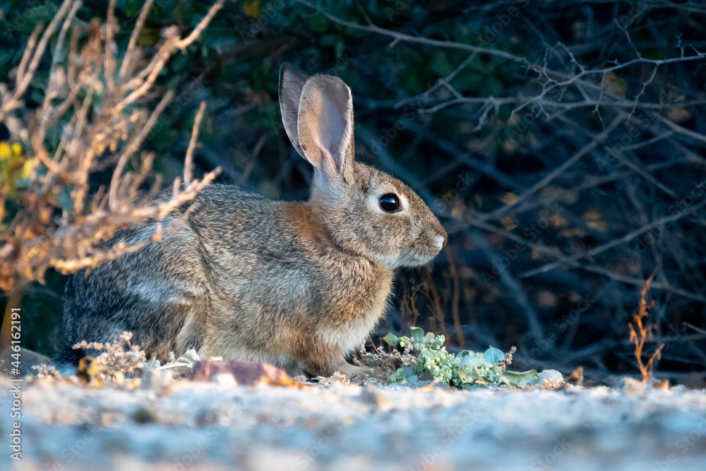 rabbit in the grass rabbit in the grass