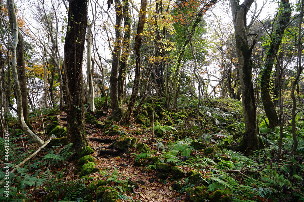 Fototapeta premium an autumn forest