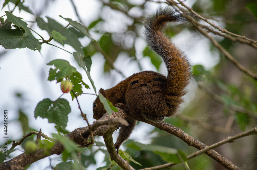 Fototapeta premium squirrel on tree