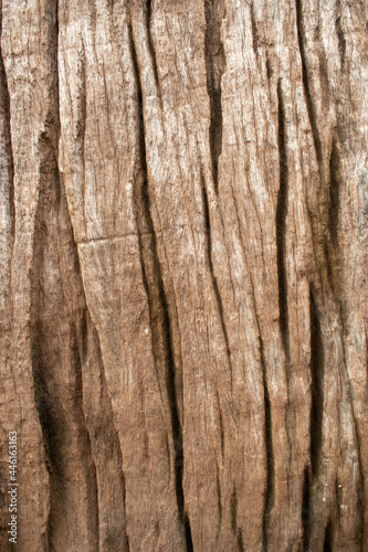 Old dark textured wooden background,Old Woods texture background.Abstract Wood texture background and bark tree.