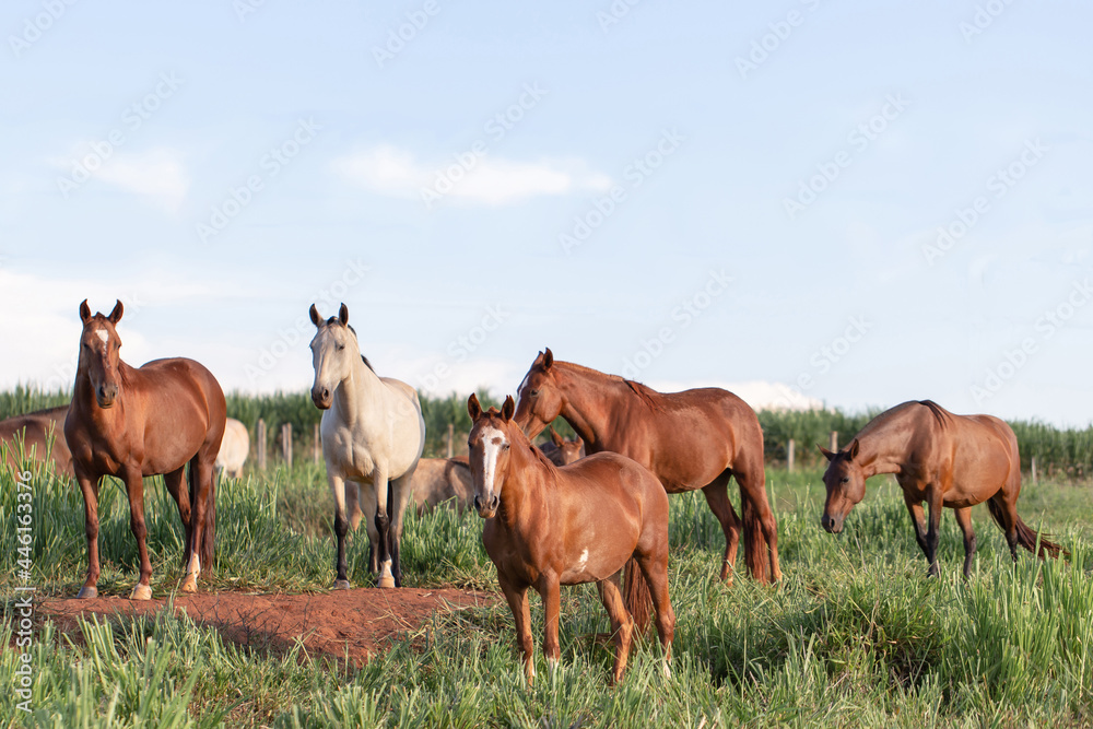 Group of Mangalarga Marchador horses and mares loose in the green pasture. Mares and foals on the farm loose.