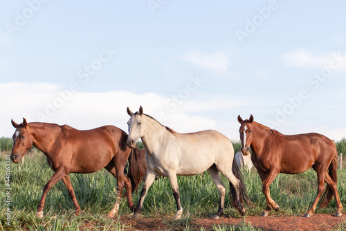 Group of Mangalarga Marchador horses and mares loose in the green pasture. Mares and foals on the farm loose.