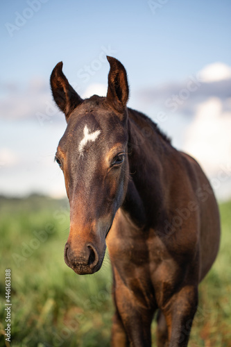Small foal of the Mangalarga breed with dark brown stallion loose in the grassy field.