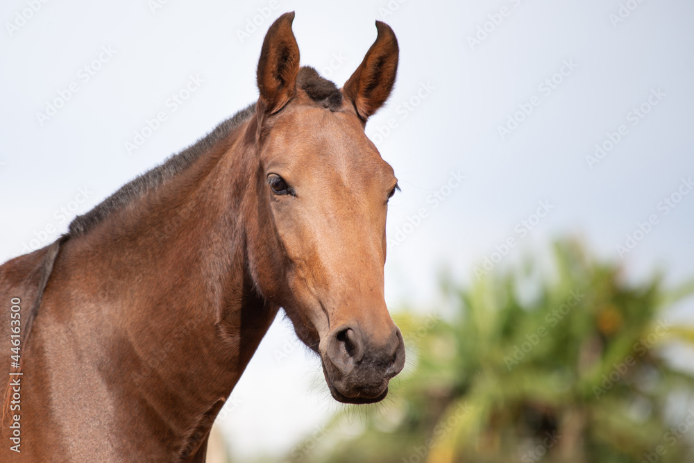 Closeup of the horse's face showing the look and ear characteristic of the Mangalarga Marchador breed. Animal portrait concept. Closeup of the horse's face showing the look and ear characteristic of the Mangalarga Marchador breed. Animal portrait concept.