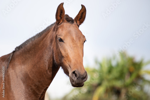 Closeup of the horse's face showing the look and ear characteristic of the Mangalarga Marchador breed. Animal portrait concept.