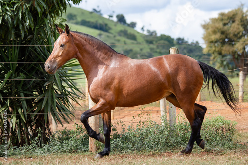 Bay horse. Beautiful Mangalarga Marchador mare with blood bay coat. Changing position of steps characteristic of Mangalarga.