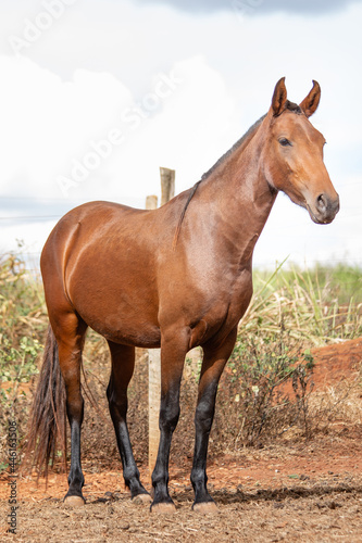 Bay horse. Beautiful Mangalarga Marchador mare with blood bay coat. Attention position with upright ears and paws aligned.