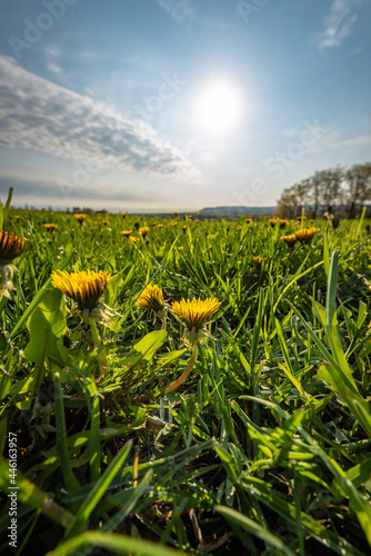 dandelion field in the summer