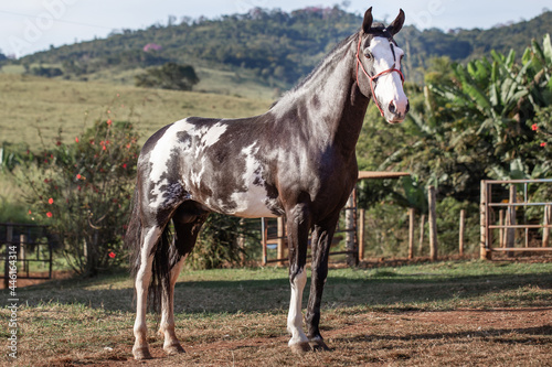 Beautiful horse of the Mangalarga breed. Marcher of black skewbald coat. White and black mixed breed breeding stallion.