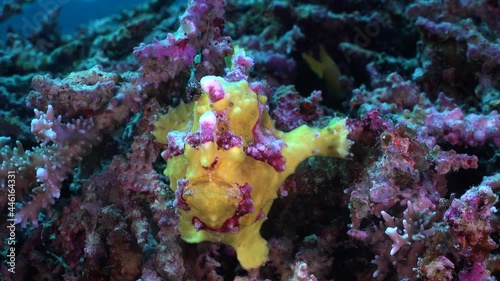 Yellow warty Frogfish (Antennarius maculatus) holding onto coral reef close up shot photo