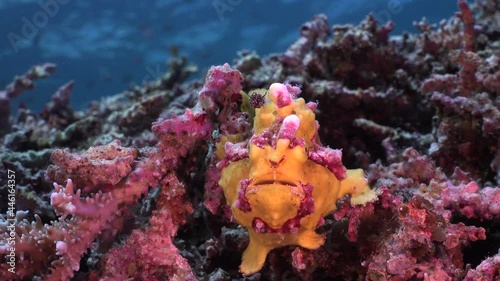 Yellow warty Frogfish (Antennarius maculatus) on coral reef with ocean surface in background photo