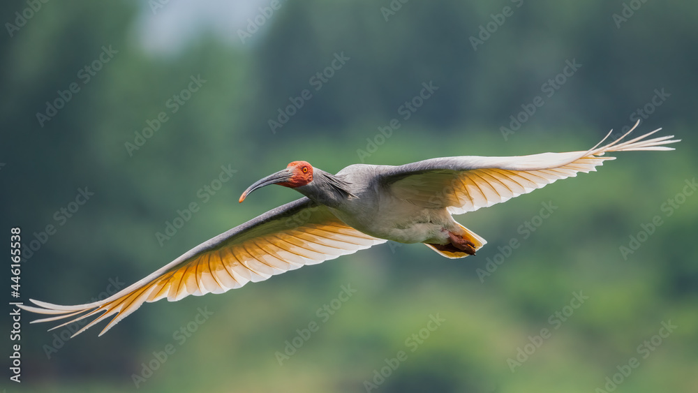 Fototapeta premium Crested Ibis flying past