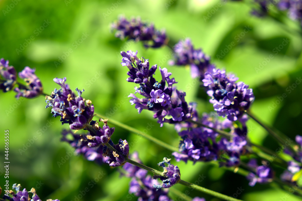 Blooming lavender stems Blooming lavender stems
