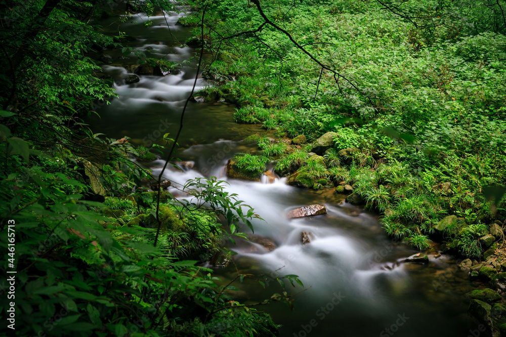 Obraz premium stream in the forest