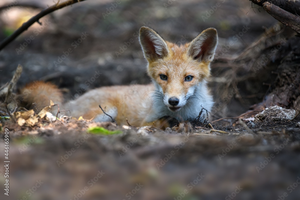Fototapeta premium Red fox, vulpes vulpes in forest. Close wild predators in natural environment