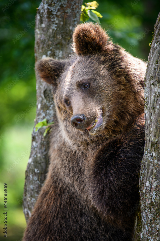 Fototapeta premium Wild Brown Bear (Ursus Arctos) on tree in the summer forest. Wildlife scene