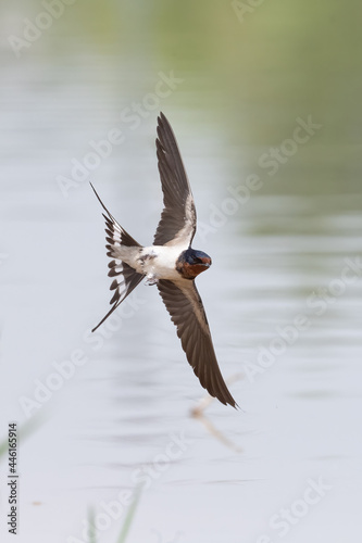 Barn Swallow in flight © Mark