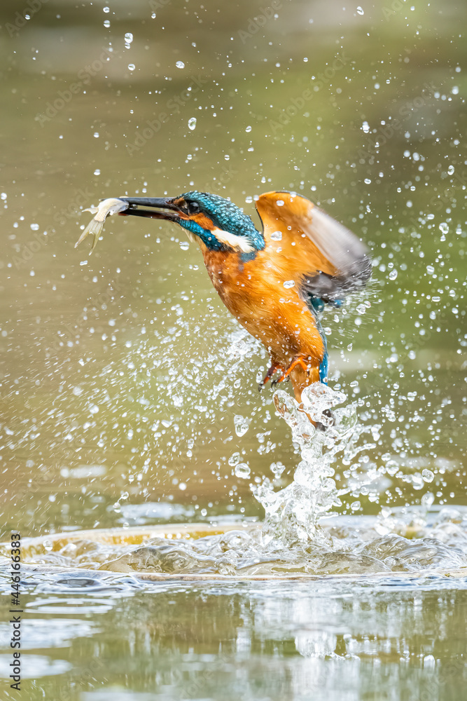 Fototapeta premium Kingfisher catching a fish