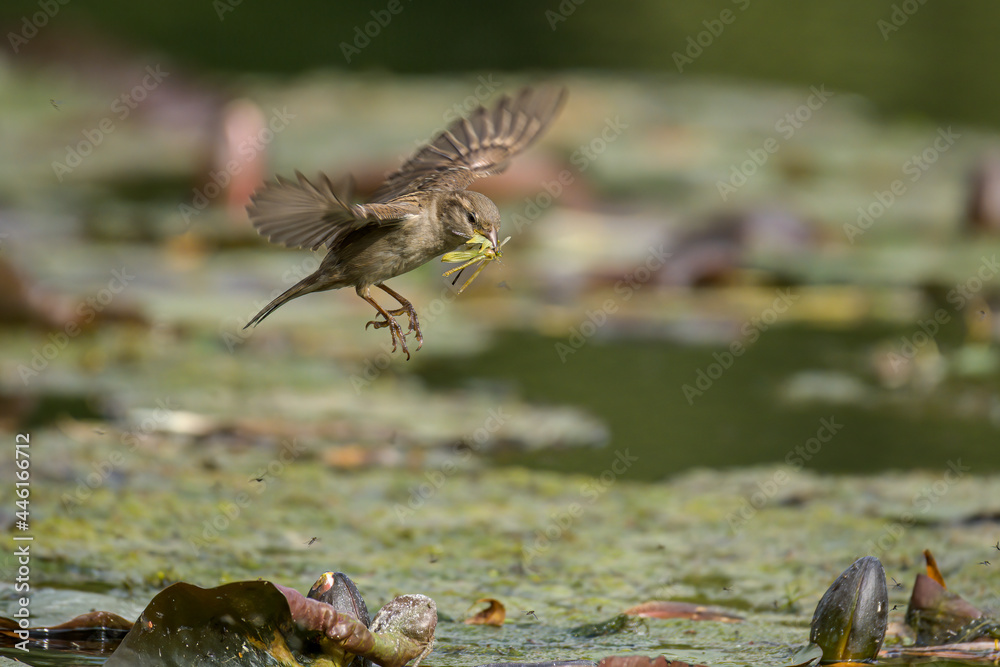 Fototapeta premium Sparrow landing with insects in mouth