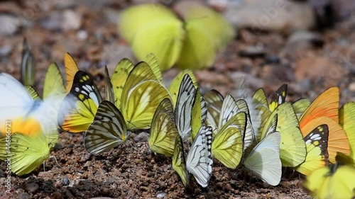 A kaleidoscope of yellow Common Gull butterflies flapping and displaying courtship on the ground and releasing abundance of pheromone during its mating season, tropical forest Thailand Asia. photo