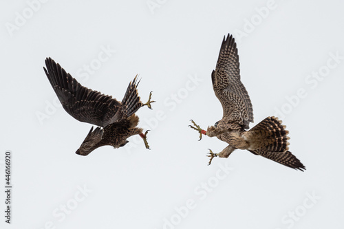Juvenile peregrine falcons fighting 