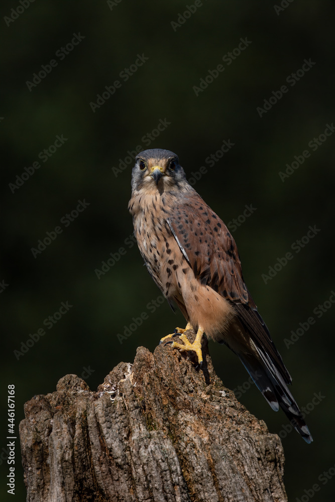 Fototapeta premium Kestrel on log