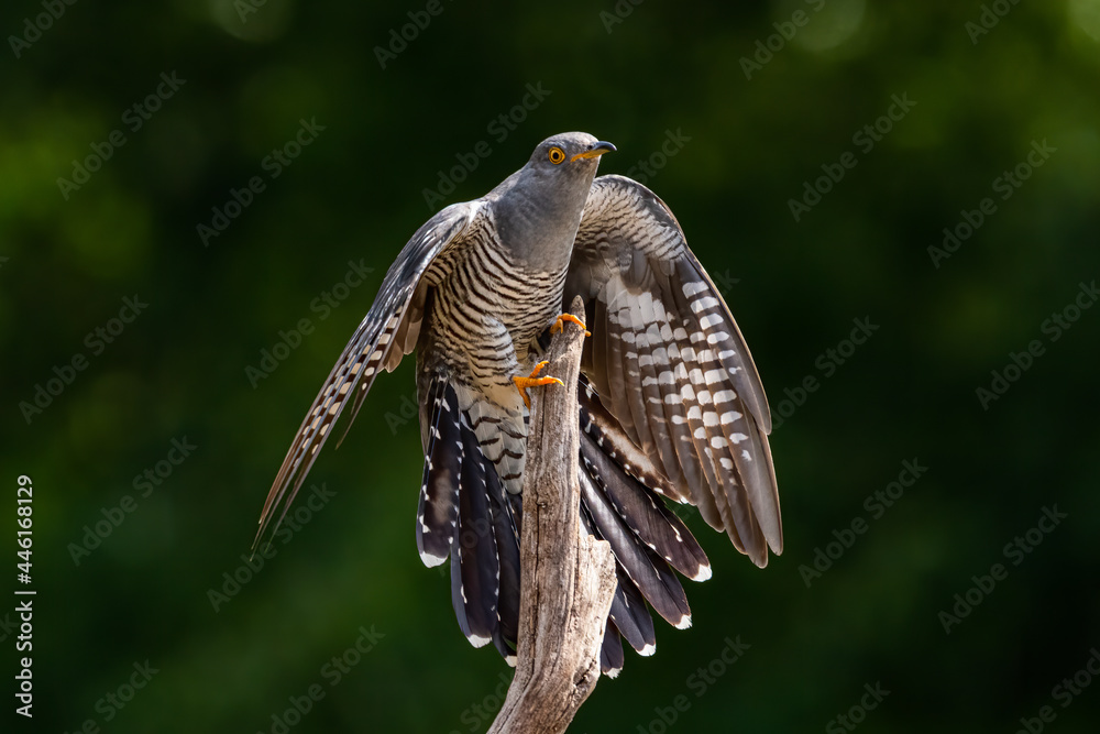 Fototapeta premium Cuckoo landing