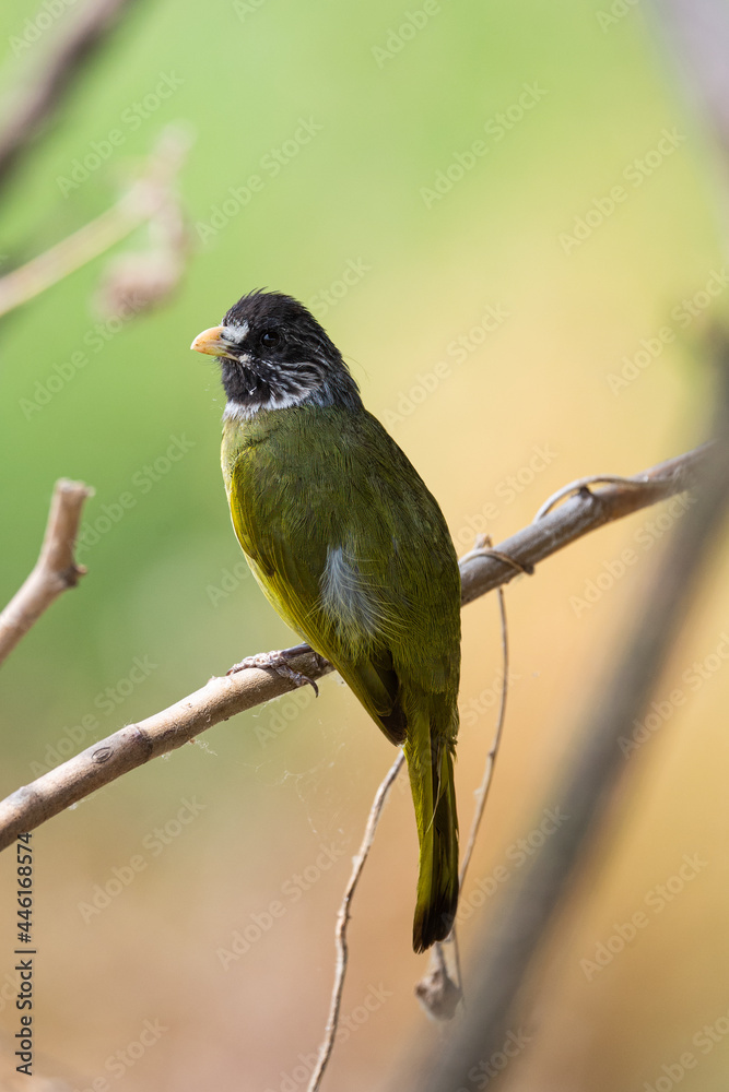Obraz premium Collared Finchbill