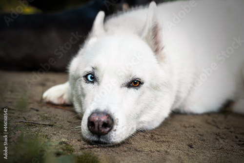 White Husky 