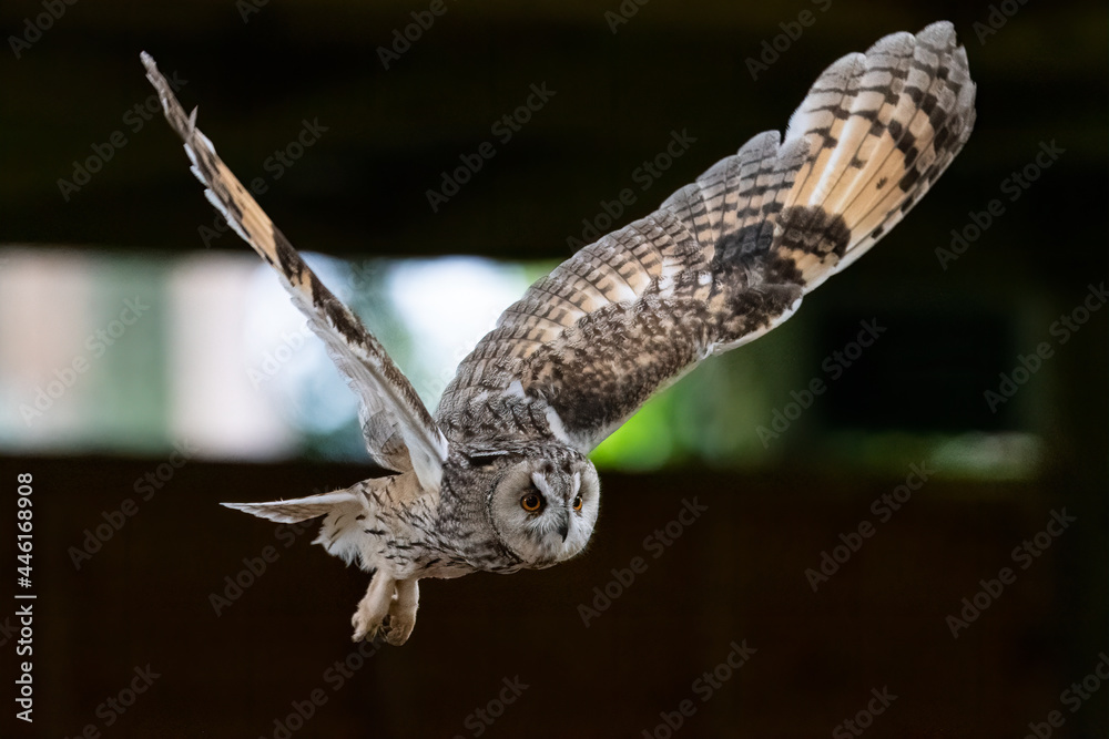 Fototapeta premium Owl