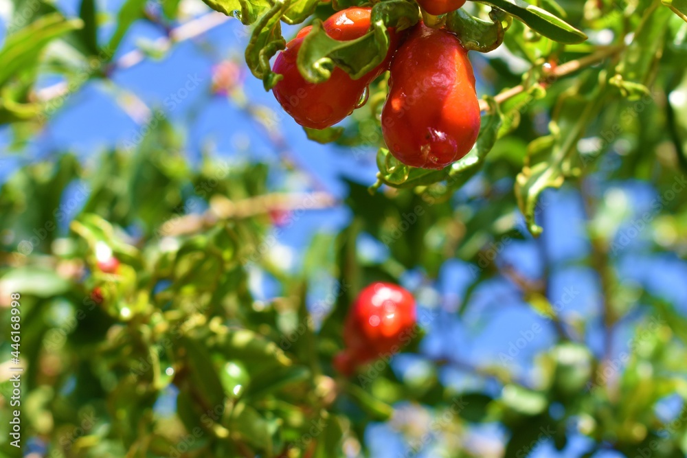 Obraz premium pomegranate flowers and green leaves in nature with water drops
