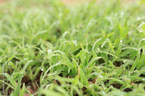 Green grass in nature, fresh morning with dew on the leaves, nature background image