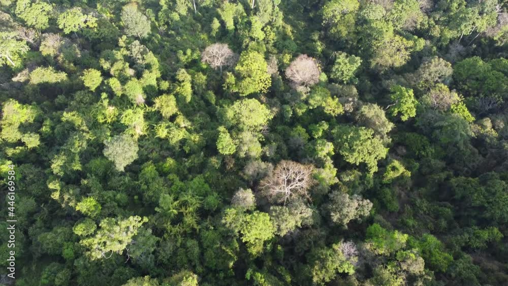 Fly over some bare tree in tropical forest Fly over some bare tree in tropical forest